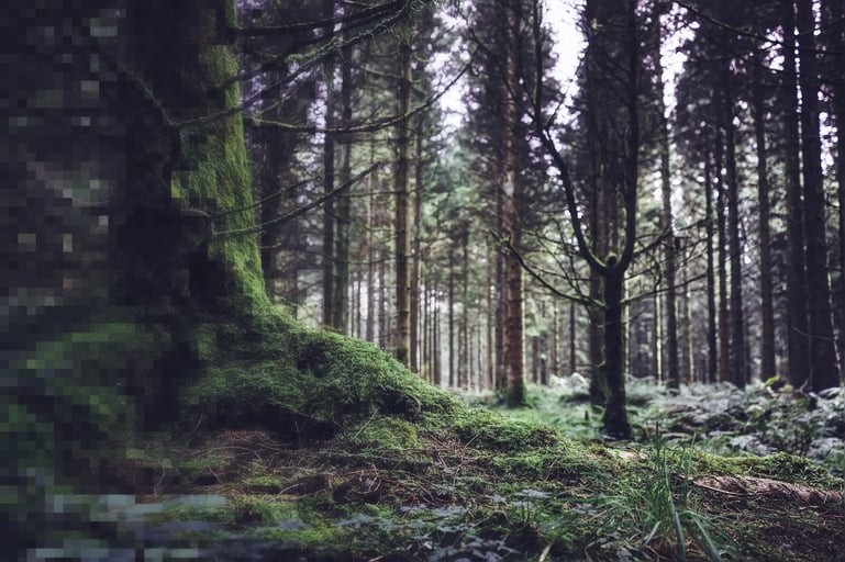 Wald, bodennahe Perspektive, verpixelt