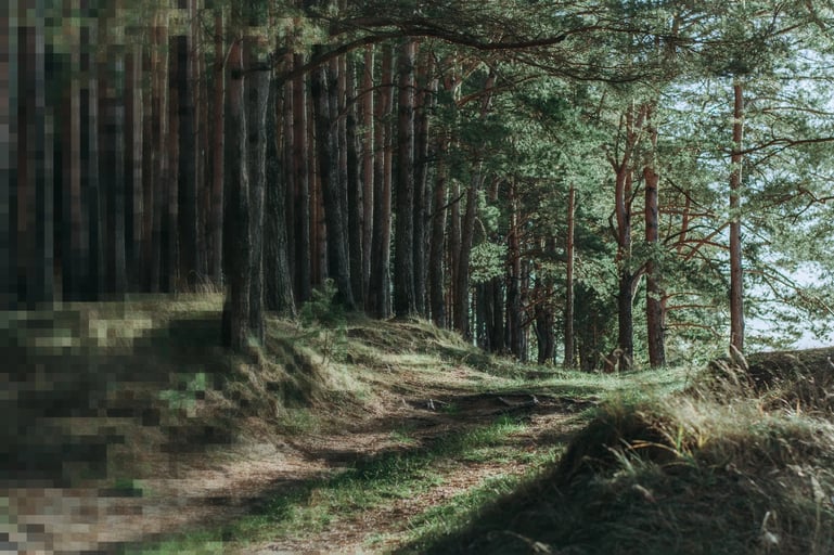 Forest with many tree trunks and small clearing, pixelated