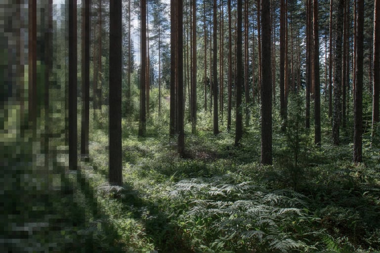 Wald mit vielen kahlen Baumstämmen, verpixelt