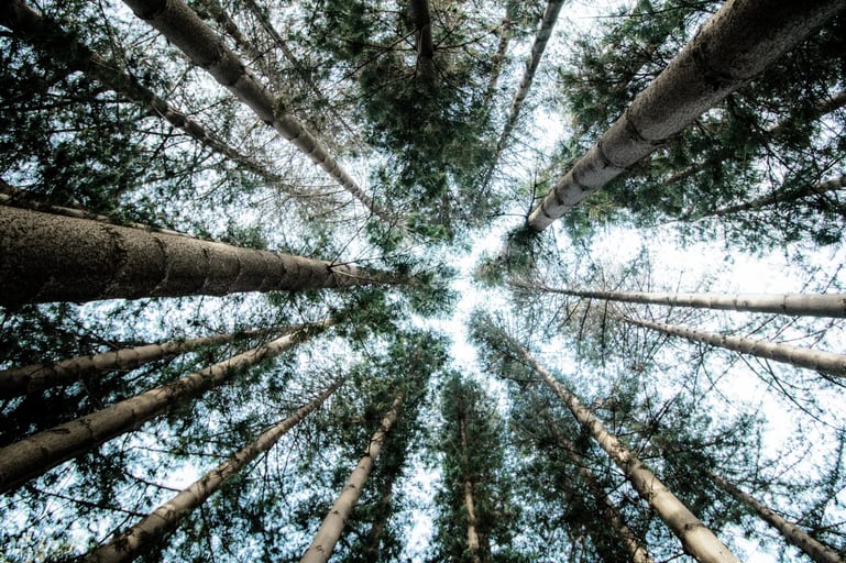 Treetop, perspective from below