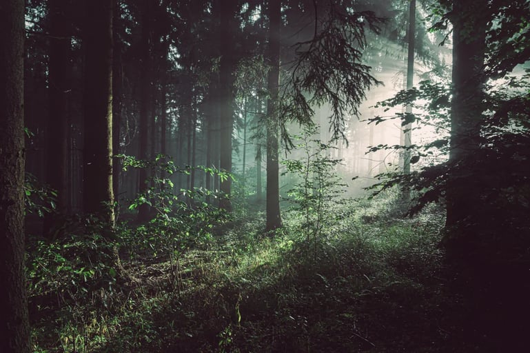 Dunkler Wald mit Lichteinstrahlung